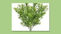 Boxwood greenery bush 18 inches long